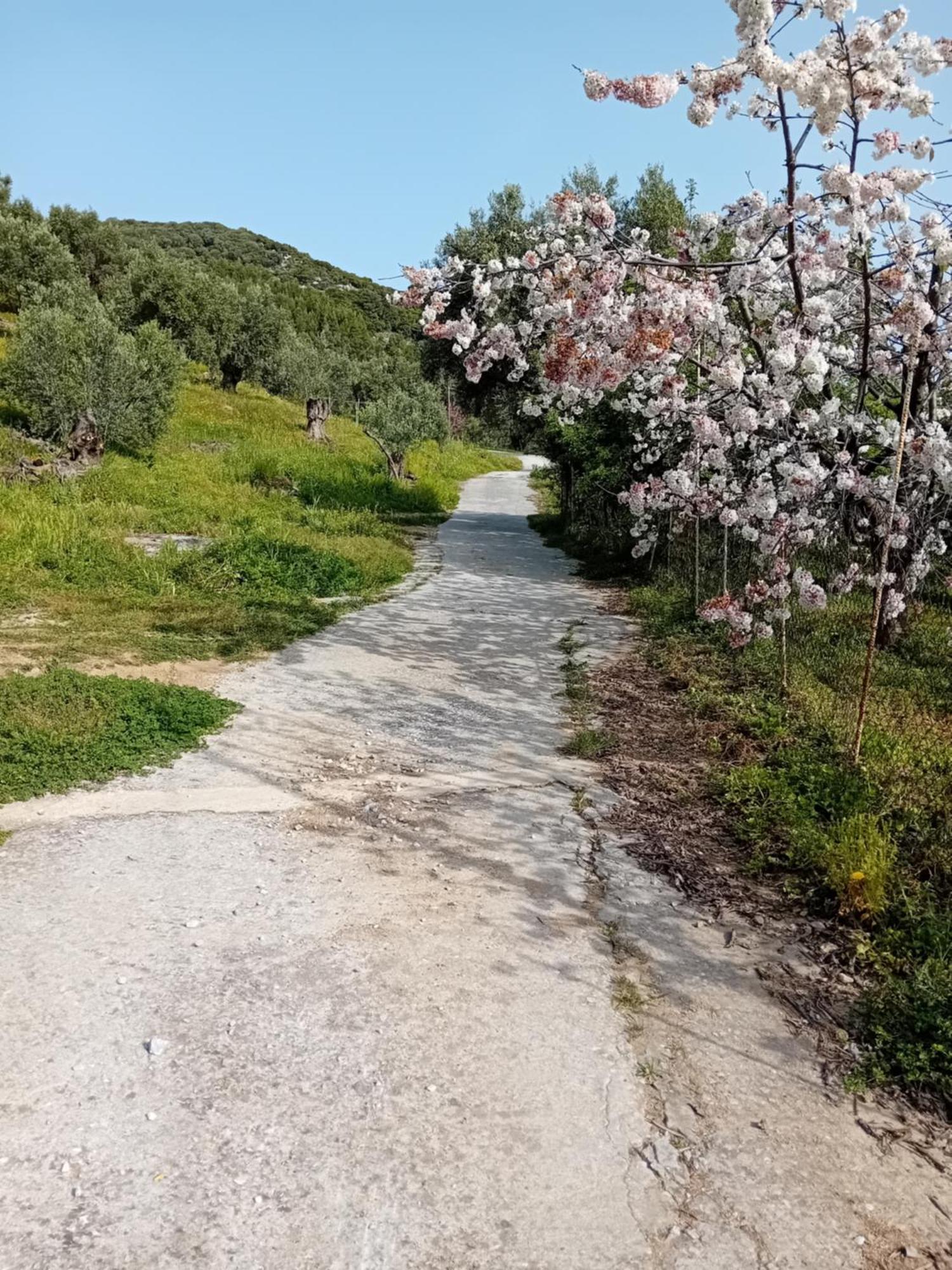 Villa Krini Skiathos stad Exteriör bild